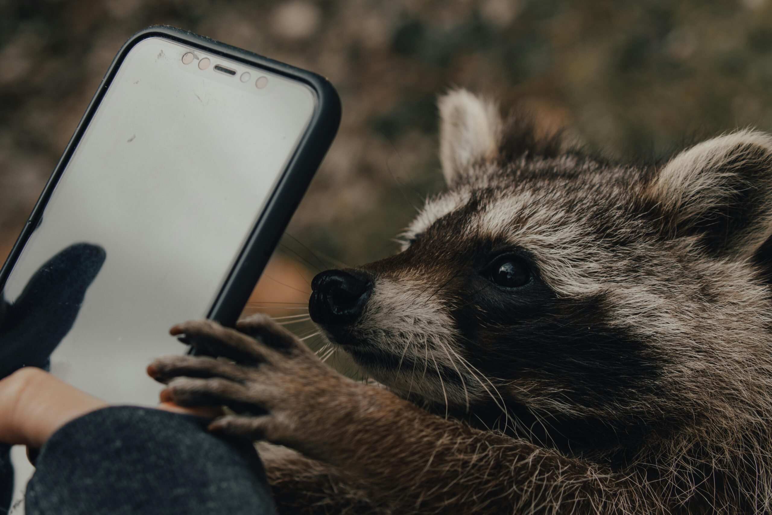 un raton laveur se fait prendre en photo