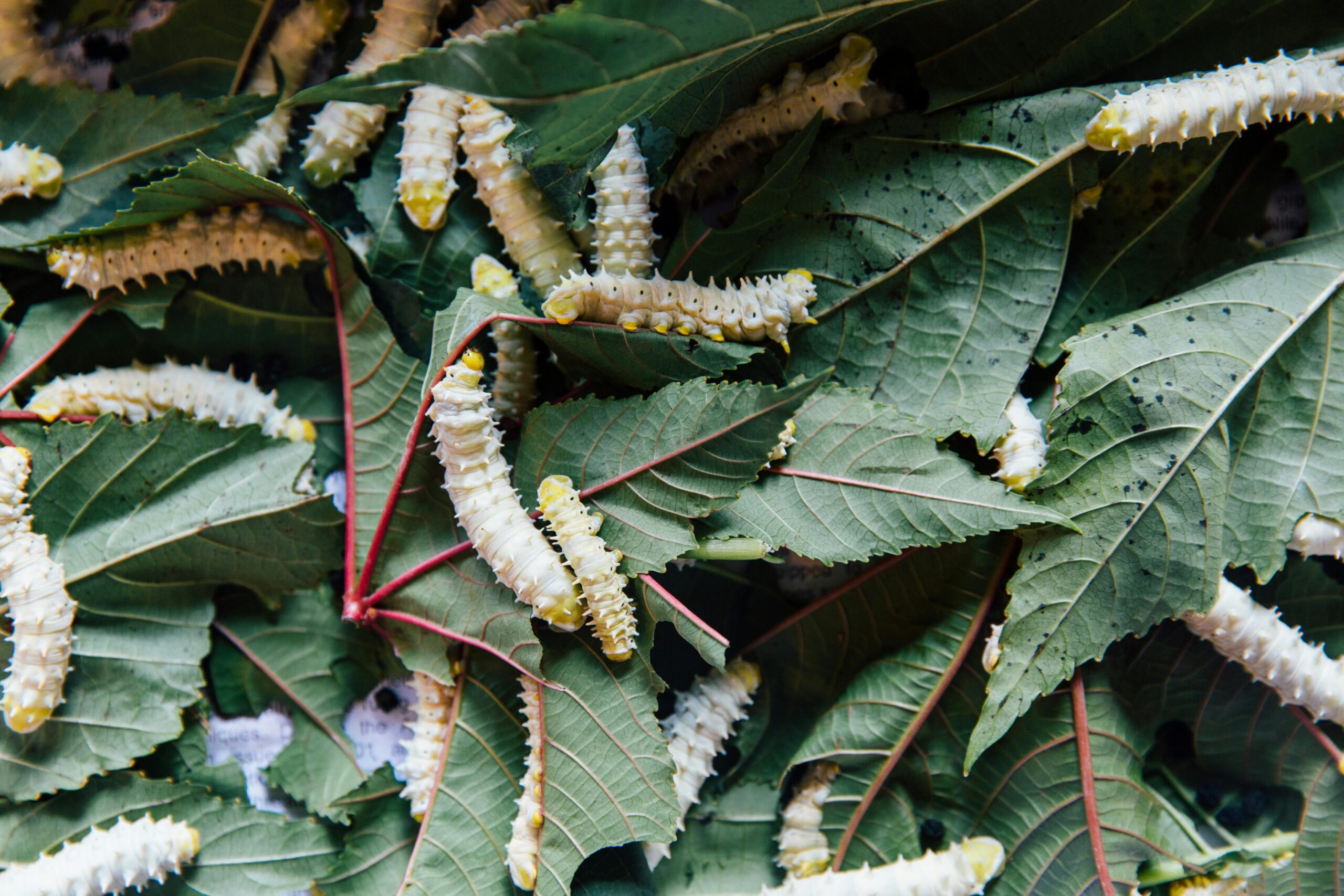 Les Espèces Invasives, une menace pour la biodiversité mondiale